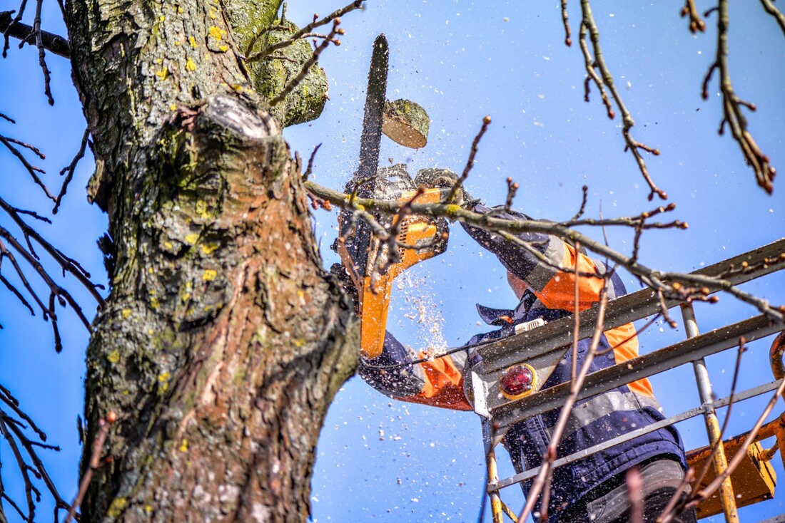 An image of Tree Trimming in Arcadia CA
